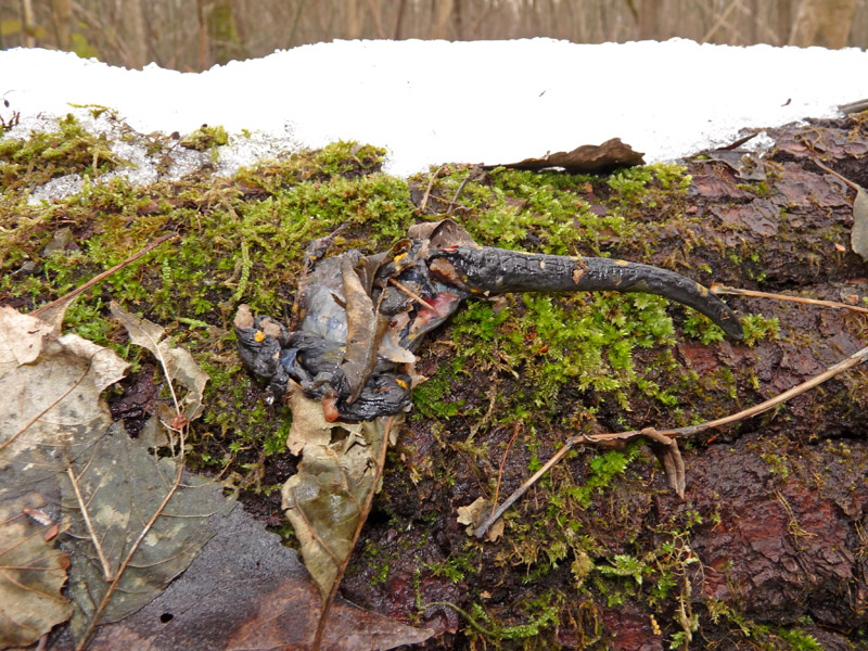Salamandra salamandra predata